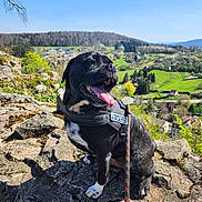Thanos participe au concours pour gagner de l'argent avec cette photo : dog, black_dog, pet, outdoor, rock, harness, leash, tongue_out, sunny_day, nature, grass, trees, hill, sky, village, landscape, animal, canine, happy, panting