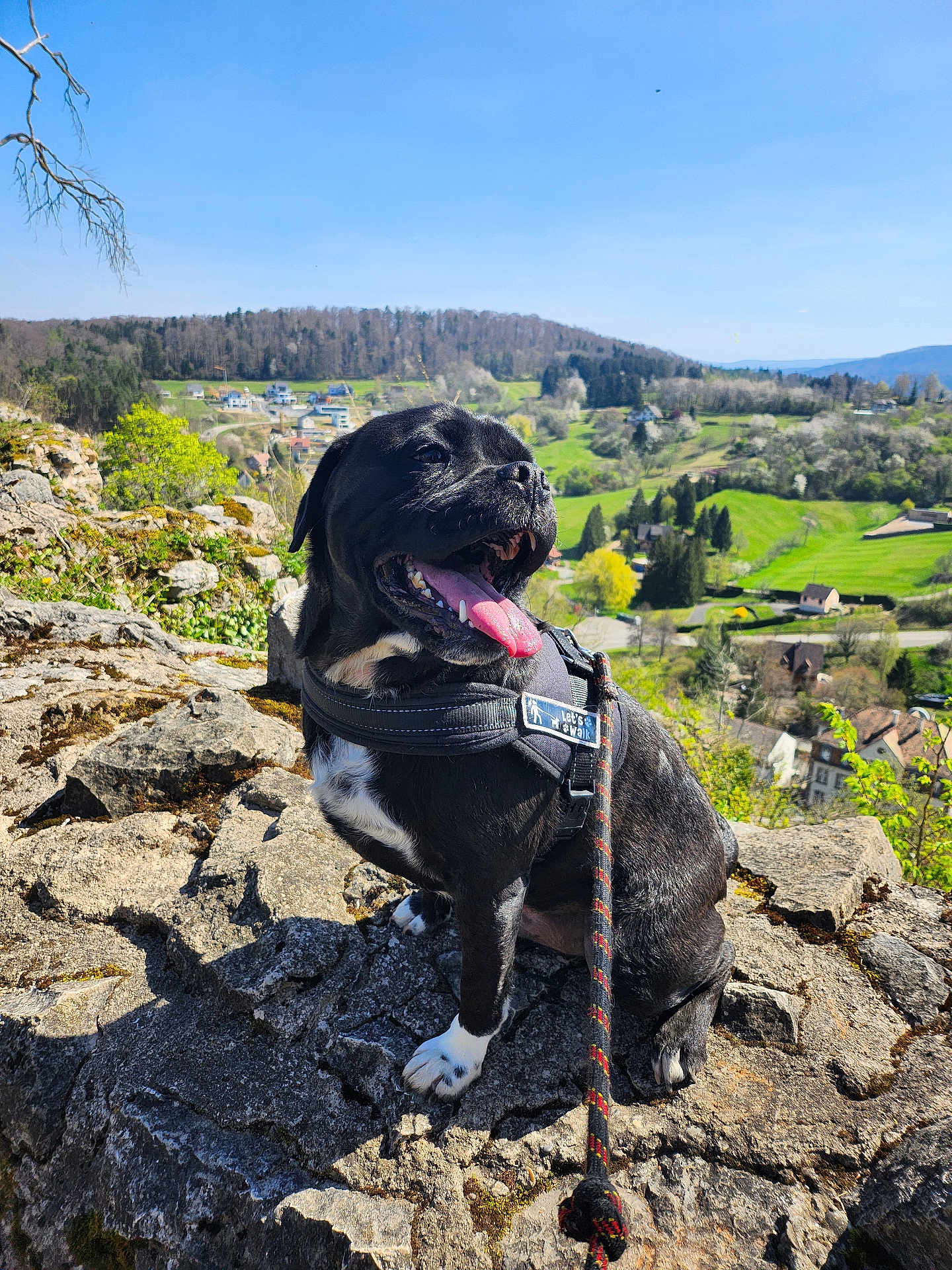 Thanos participe au concours pour gagner de l'argent avec cette photo : dog, black_dog, pet, outdoor, rock, harness, leash, tongue_out, sunny_day, nature, grass, trees, hill, sky, village, landscape, animal, canine, happy, panting