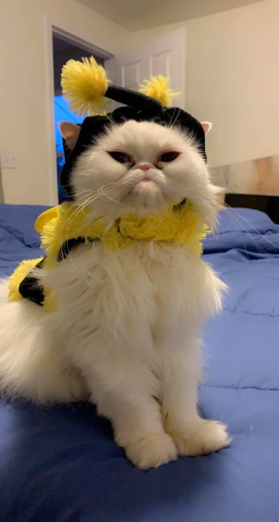 Avery is registered to the contest to win money with this photo: carnivore, cat, claw, event, fawn, felidae, fur, paw, small_to_medium_sized_cats, snout, tail, whiskers