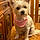 Shiloh