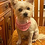 animal, bandana, chair, cozy, cute, dog, domestic_animal, ears, fur, home, indoor, looking, mammal, pet, pink_bandana, portrait, sitting, small_dog, white_dog, wooden_furniture