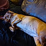 dog, sleeping, couch, brown_fur, relaxed, indoor, pet, animal, resting, comfortable, cozy, fur, paw, mammal, domestic_animal, canine, lying_down, nap, home, black_cushion