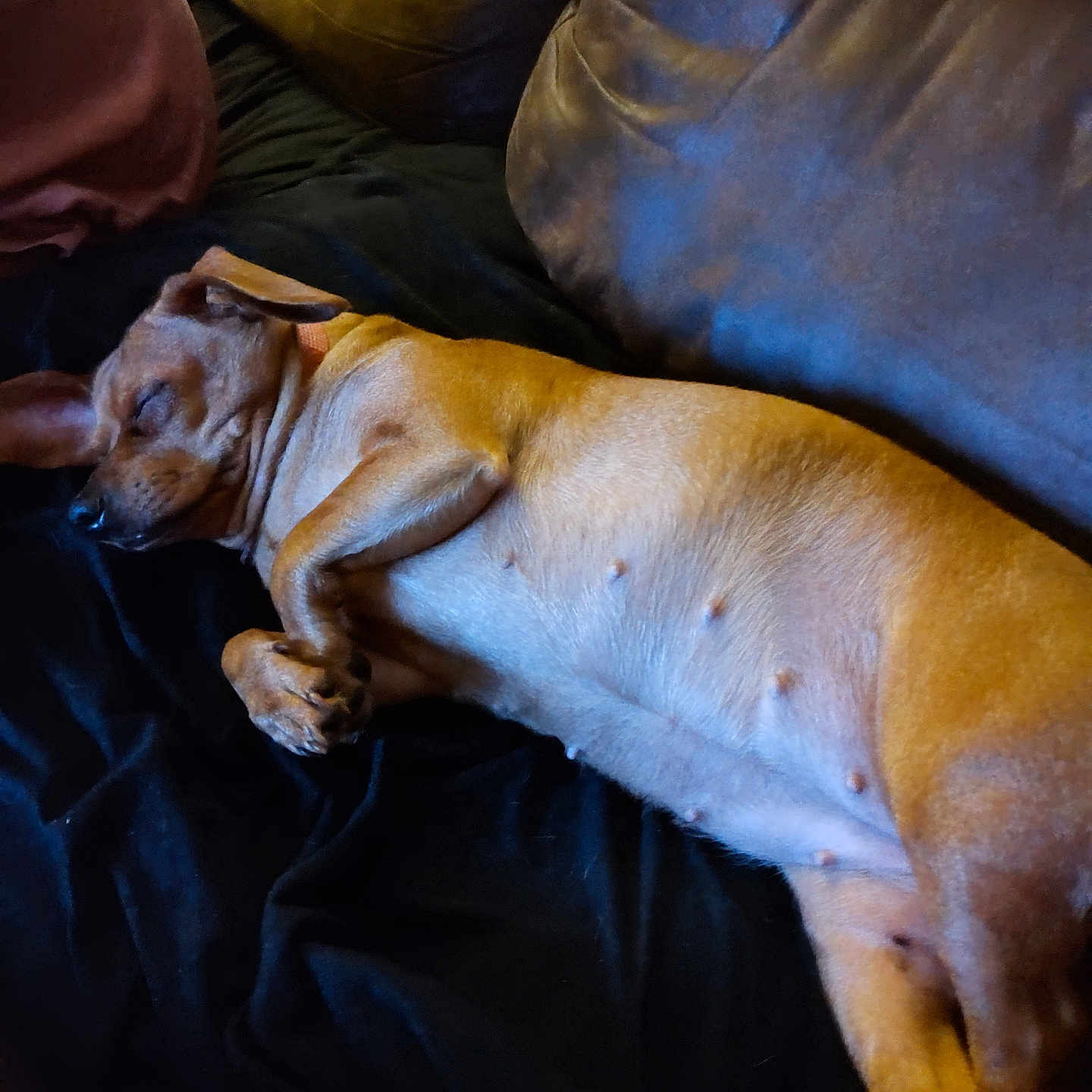 Isabella is registered to the contest to win money with this photo: animal, black_cushion, brown_fur, canine, comfortable, couch, cozy, dog, domestic_animal, fur, home, indoor, lying_down, mammal, nap, paw, pet, relaxed, resting, sleeping