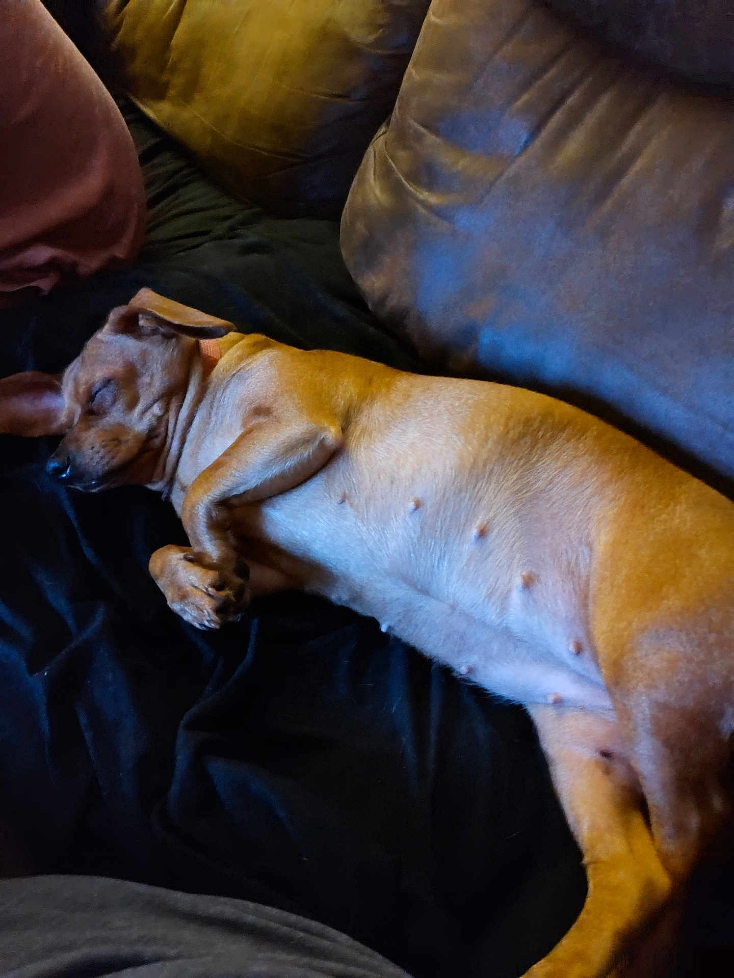 Isabella is registered to the contest to win money with this photo: dog, sleeping, couch, brown_fur, relaxed, indoor, pet, animal, resting, comfortable, cozy, fur, paw, mammal, domestic_animal, canine, lying_down, nap, home, black_cushion