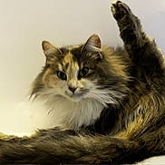 Belle participe au concours pour gagner de l'argent avec cette photo : cat, fluffy, feline, pet, animal, grooming, raised_leg, fur, long_hair, whiskers, ears, tail, close_up, indoor, cute, mammal, playful, relaxed, domestic, portrait