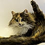 cat, fluffy, feline, pet, animal, grooming, raised_leg, fur, long_hair, whiskers, ears, tail, close_up, indoor, cute, mammal, playful, relaxed, domestic, portrait