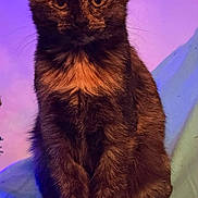 Drake is registered to the contest to win money with this photo: cat, tortoiseshell, pet, animal, feline, sitting, portrait, fur, ears, whiskers, indoor, cute, looking, closeup, domestic, mammal, young, colorful_background, curious, calm