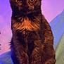 cat, tortoiseshell, pet, animal, feline, sitting, portrait, fur, ears, whiskers, indoor, cute, looking, closeup, domestic, mammal, young, colorful_background, curious, calm