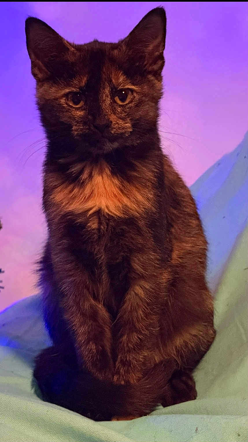 Drake is registered to the contest to win money with this photo: cat, tortoiseshell, pet, animal, feline, sitting, portrait, fur, ears, whiskers, indoor, cute, looking, closeup, domestic, mammal, young, colorful_background, curious, calm