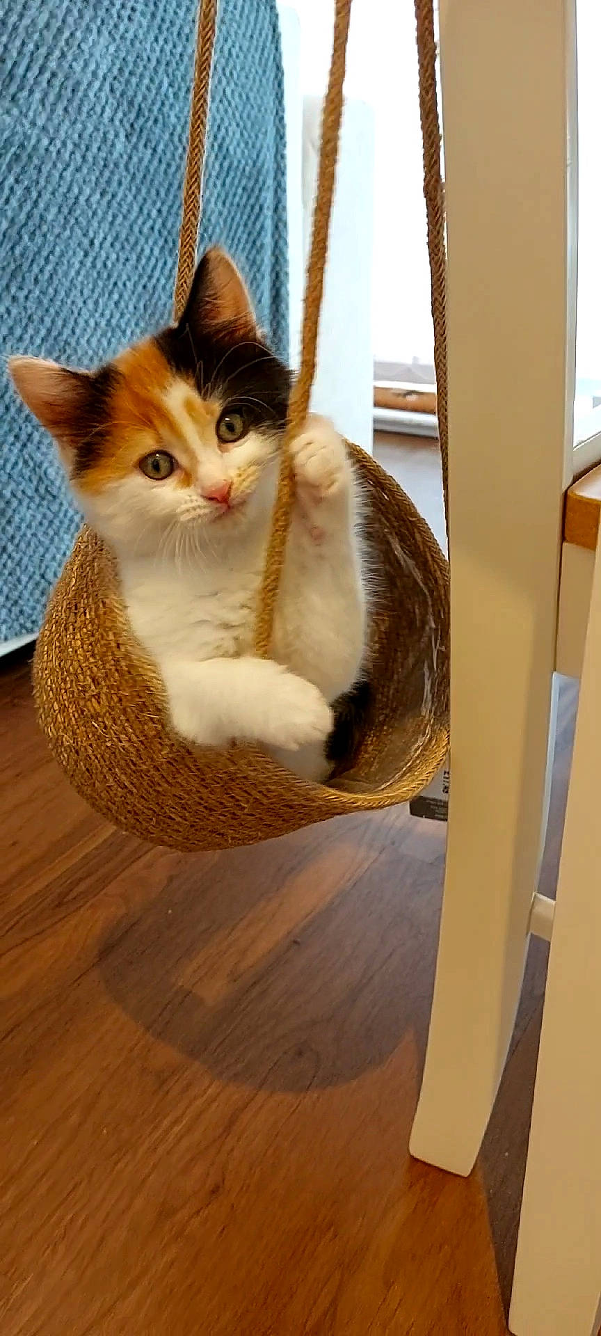 Maple is registered to the contest to win money with this photo: carnivore, cat, cat_furniture, cat_supply, comfort, domestic_short_haired_cat, fawn, felidae, flooring, fur, hardwood, laminate_flooring, pet_supply, small_to_medium_sized_cats, snout, tail, whiskers, window, wood, wood_flooring