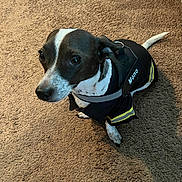 Mono is registered to the contest to win money with this photo: alert, animal, black_and_white, canine, carpet, clothing, companion, curious, cute, dog, domestic_animal, fur, indoor, jacket, looking_up, paw, pet, sitting, small_dog, tail