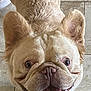 Mufasa is registered to the contest to win money with this photo: dog, french_bulldog, pet, animal, tongue_out, happy, looking_up, ears, wrinkles, leash, camo, floor, tile, close_up, indoor, cute, smiling, face, fur, companion