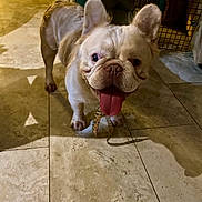 Mufasa joined the competition — help win amazing prizes! dog, french_bulldog, indoor, tile_floor, panting, pet, canine, animal, collar, ears, tongue, happy, cute, mammal, small_dog, walking, shadow, flooring, domestic, companion