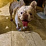 dog, french_bulldog, indoor, tile_floor, panting, pet, canine, animal, collar, ears, tongue, happy, cute, mammal, small_dog, walking, shadow, flooring, domestic, companion