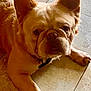 Mufasa is registered to the contest to win money with this photo: dog, french_bulldog, pet, animal, indoor, floor, tile, bandage, paw, ears, looking_up, light_brown, cute, companion, resting, canine, domestic, young_dog, expression, close_up