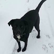 Eclipse a rejoint le concours — aidez-le/la à gagner de superbes lots ! borador, canidae, carnivore, claw, collar, companion_dog, dog, dog_breed, dog_collar, fur, gun_dog, hunting_dog, liver, snow, sporting_group, tail, terrestrial_animal, winter, working_animal, working_dog