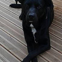 Eclipse a rejoint le concours — aidez-le/la à gagner de superbes lots ! borador, canidae, carnivore, companion_dog, dog, dog_breed, flooring, fur, gun_dog, hardwood, liver, plank, snout, sporting_group, terrestrial_animal, wood, working_animal