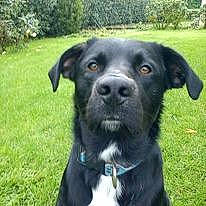 Eclipse a rejoint le concours — aidez-le/la à gagner de superbes lots ! borador, canidae, carnivore, collar, companion_dog, dog, dog_breed, dog_collar, electric_blue, grass, hunting_dog, plant, snout, sporting_group, tree, whiskers, working_animal