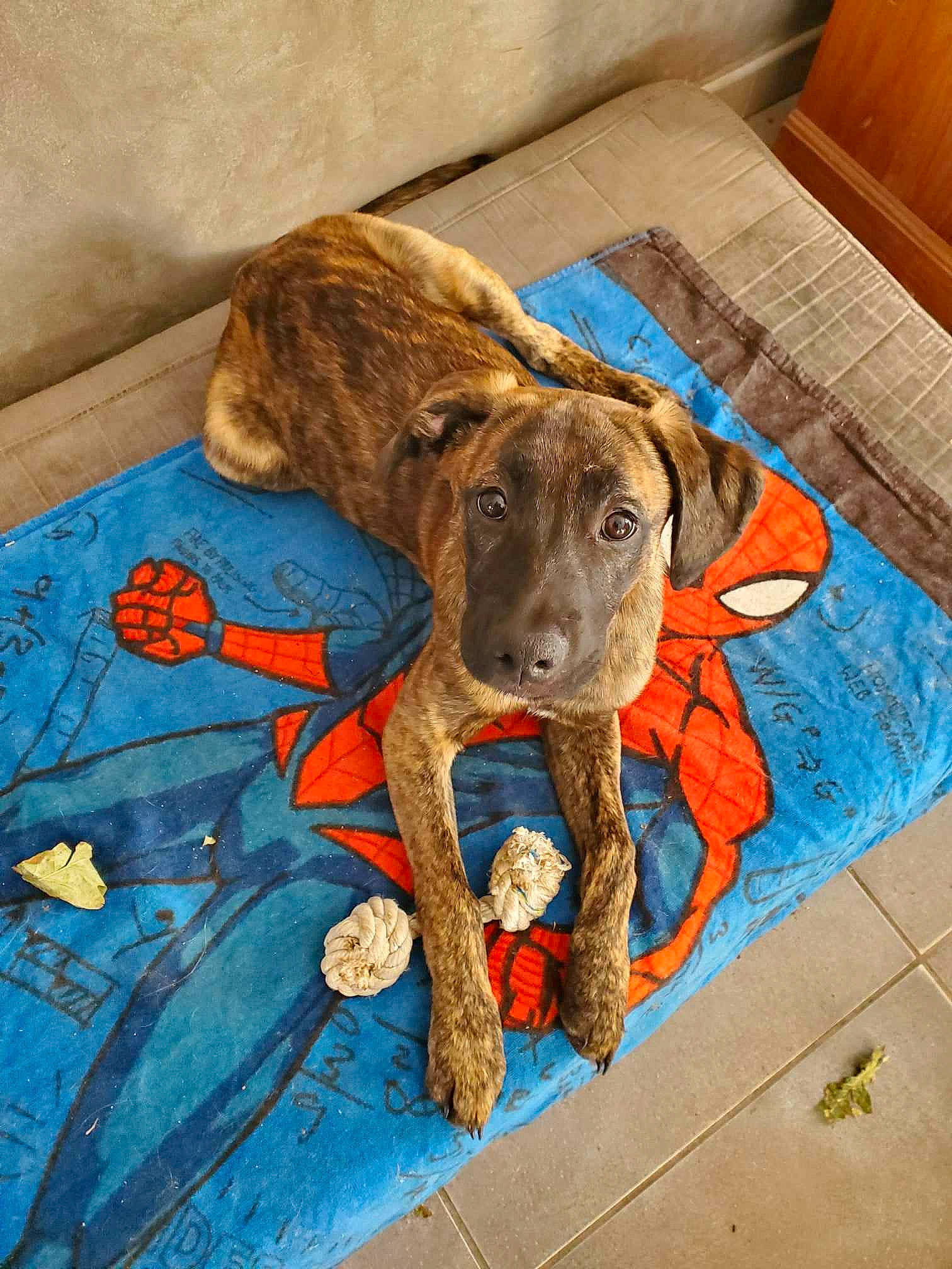 Ucky participe au concours pour gagner de l'argent avec cette photo : art, canidae, carnivore, companion_dog, dog, dog_breed, drawing, fawn, flooring, hardwood, illustration, liver, paint, painting, snout, sporting_group, visual_arts, water, wood, working_animal