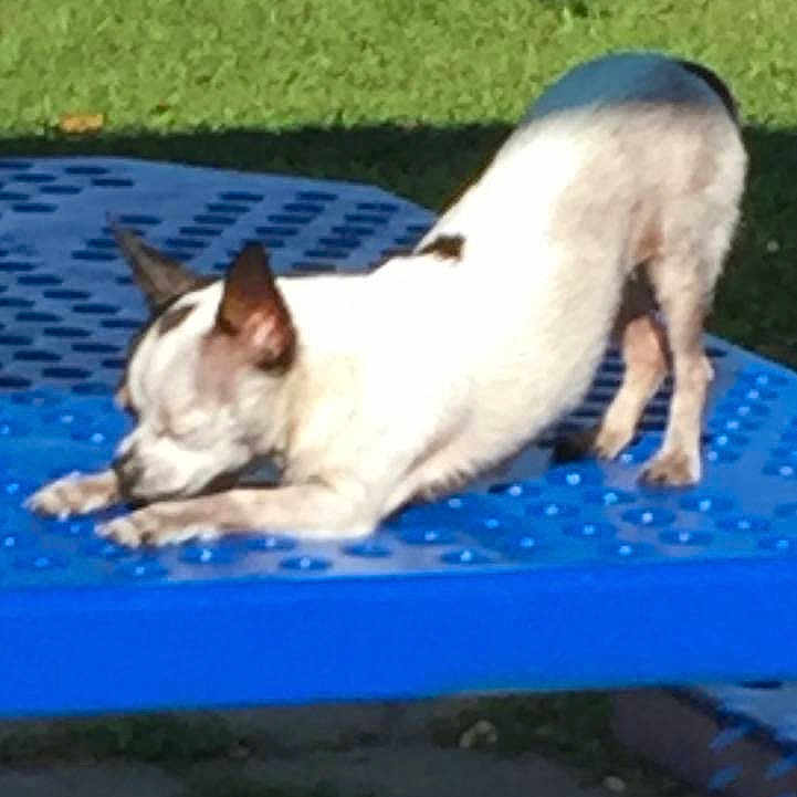 Zorro