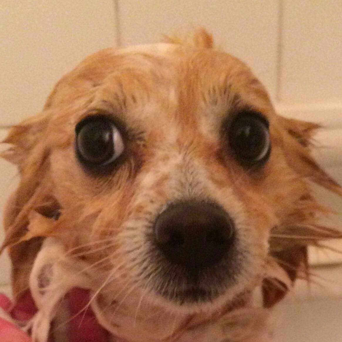 Bennie