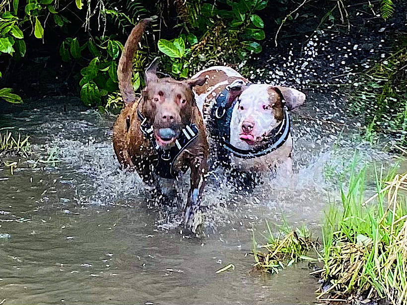 Kobe is registered to the contest to win money with this photo: bathing, canidae, event, fawn, fluvial_landforms_of_streams, grass, lake, leisure, liquid, natural_landscape, nature_reserve, plant, recreation, snout, sporting_group, terrestrial_animal, water, water_resources, watercourse, working_animal