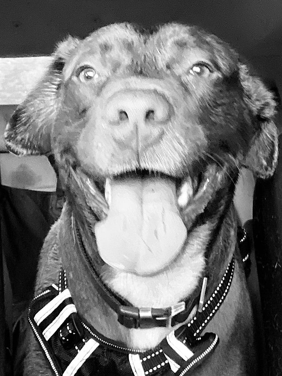 Kobe is registered to the contest to win money with this photo: beard, black, carnivore, collar, companion_dog, dog, dog_breed, dog_collar, eye, facial_hair, fang, fur_clothing, jaw, liver, snout, style, whiskers, white, working_animal, wrinkle