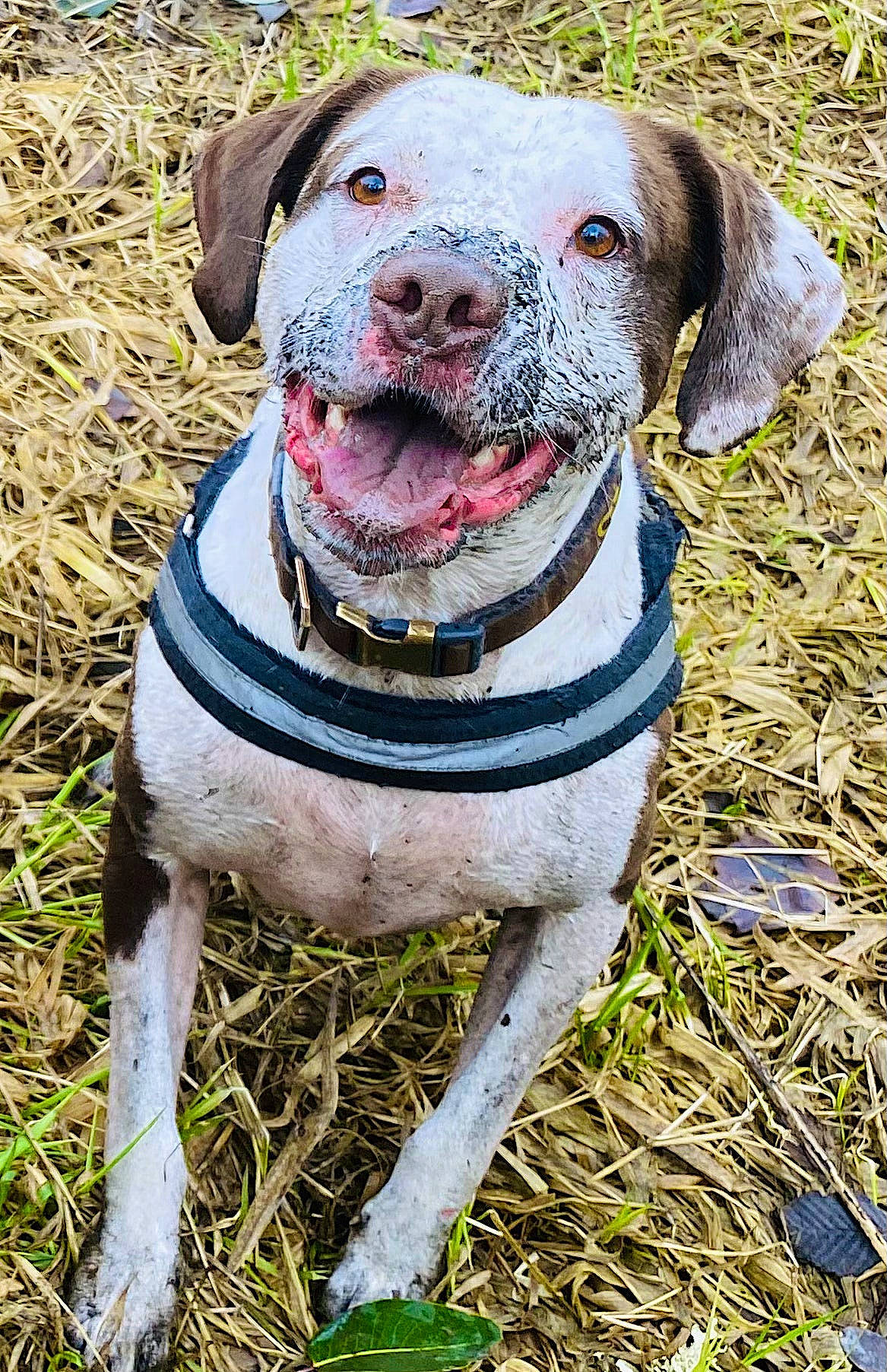 Kobe joined the competition — help win amazing prizes! canidae, carnivore, circle, collar, companion_dog, dog, dog_breed, dog_clothes, dog_collar, dog_supply, fashion_accessory, fawn, grass, hunting_dog, leash, pet_supply, plant, sporting_group, working_animal, working_dog