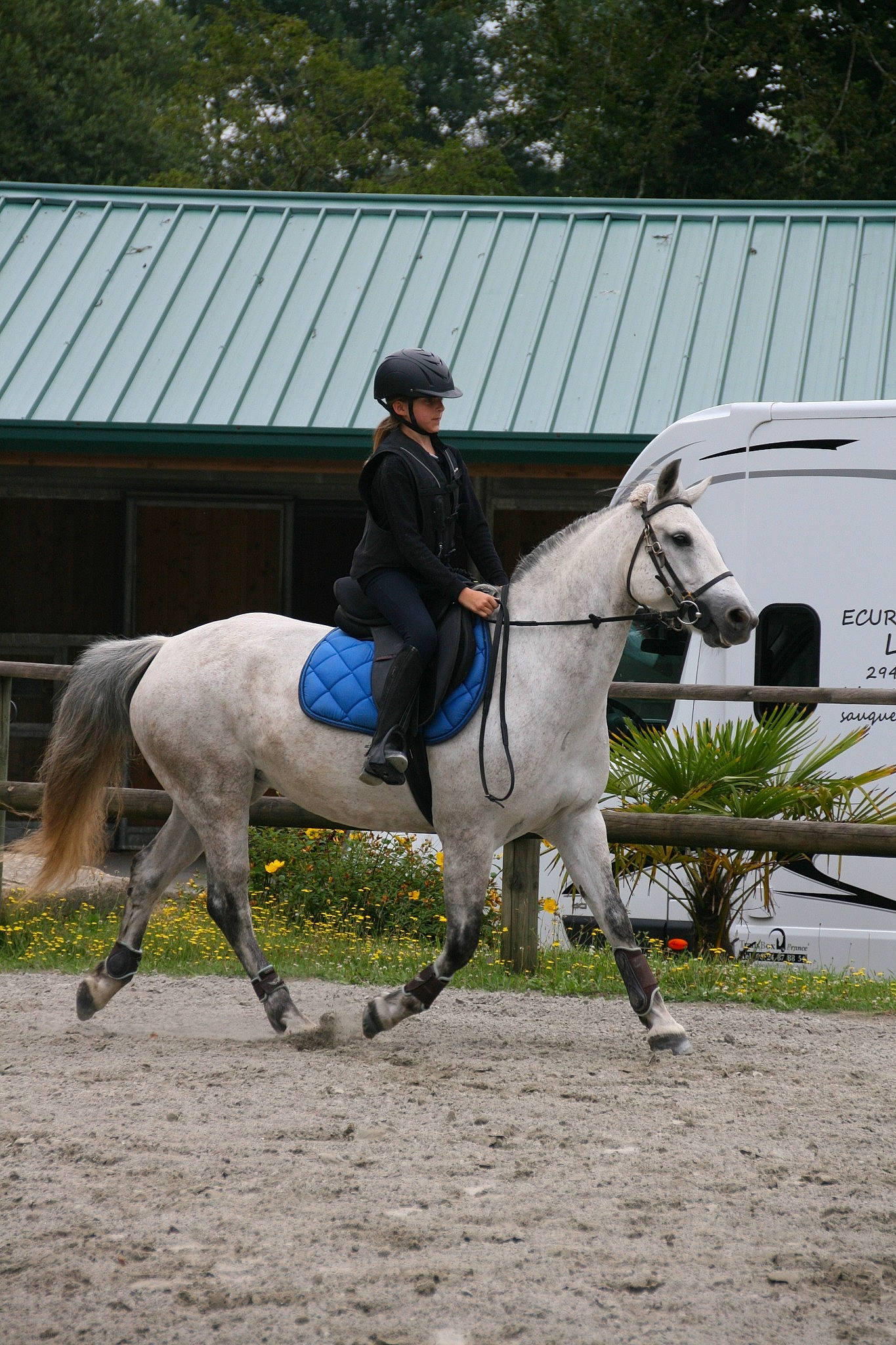 Caretta a rejoint le concours — aidez-le/la à gagner de superbes lots ! animal_sports, animal_training, bridle, dressage, english_riding, equestrian, equestrian_sport, equestrianism, equitation, headwear, horse, horse_like_mammal, horse_tack, hunt_seat, jockey, mare, outdoor_recreation, person, recreation, rein