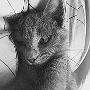Lucky participe au concours pour gagner de l'argent avec cette photo :