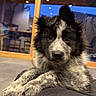puppy, dog, black_and_white, fluffy, indoor, window, reflection, paws, curious, young_dog, pet, animal, cozy, warm_lighting, close_up, portrait, resting, cute, furry, companionship