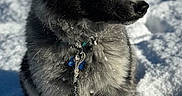 Genep a rejoint le concours — aidez-le/la à gagner de superbes lots ! dog, puppy, snow, outdoor, pet, animal, fur, winter, cute, collar, leash, black, gray, sitting, young, adorable, canine, playful, cold, nature