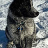 dog, puppy, snow, outdoor, pet, animal, fur, winter, cute, collar, leash, black, gray, sitting, young, adorable, canine, playful, cold, nature