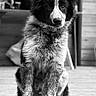 dog, puppy, black_and_white, portrait, sitting, fur, pet, animal, outdoor, wooden_floor, wooden_wall, collar, tag, ears, cute, calm, attentive, furry, young_dog, domestic_animal