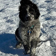 Genep a rejoint le concours — aidez-le/la à gagner de superbes lots ! dog, puppy, snow, winter, outdoor, fur, black_and_white, animal, cute, pet, collar, leash, playful, cold, nature, portrait, young, fluffy, paw, daylight