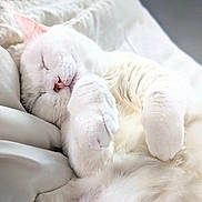 Arachelys Cuadrado joined the competition — help win amazing prizes! cat, white_cat, sleeping, paw, fur, pet, animal, cozy, blanket, indoor, close_up, cute, resting, relaxed, feline, soft, adorable, peaceful, mammal, whiskers