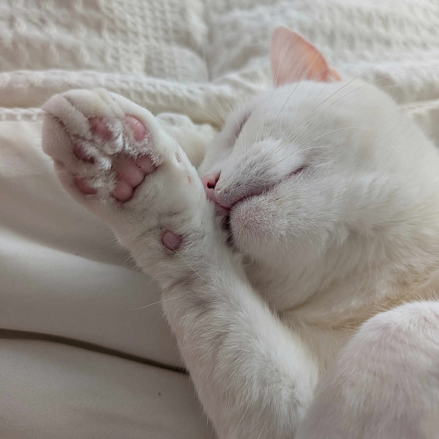 Arachelys Cuadrado is registered to the contest to win money with this photo: animal, blanket, cat, close_up, comfort, cozy, cute, feline, fur, indoor, mammal, paw, pet, pink_paw_pads, relaxed, resting, sleeping, soft, whiskers, white_cat