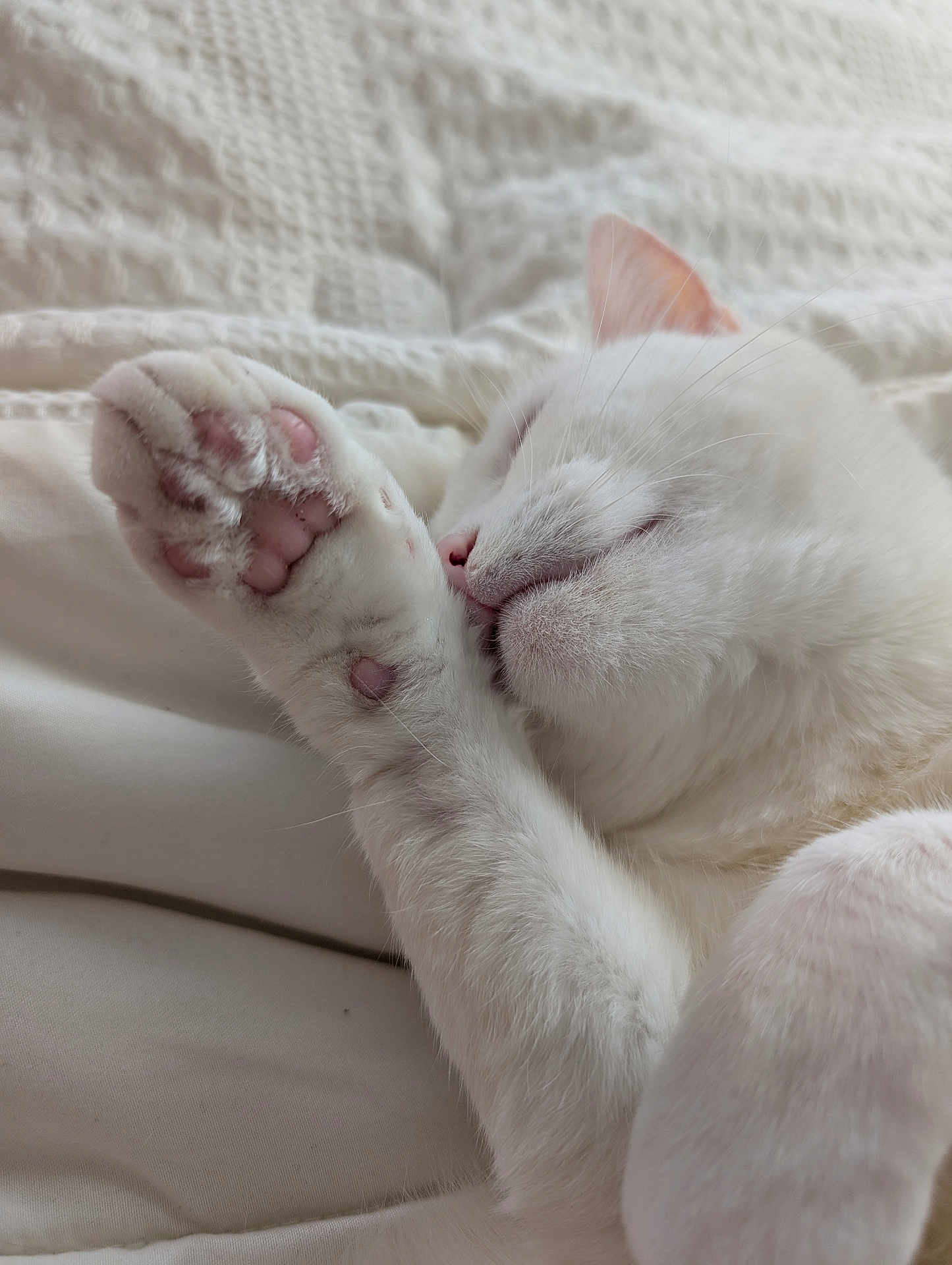 Arachelys Cuadrado is registered to the contest to win money with this photo: cat, white_cat, sleeping, paw, pink_paw_pads, close_up, fur, cozy, blanket, pet, animal, resting, cute, whiskers, indoor, soft, relaxed, mammal, feline, comfort