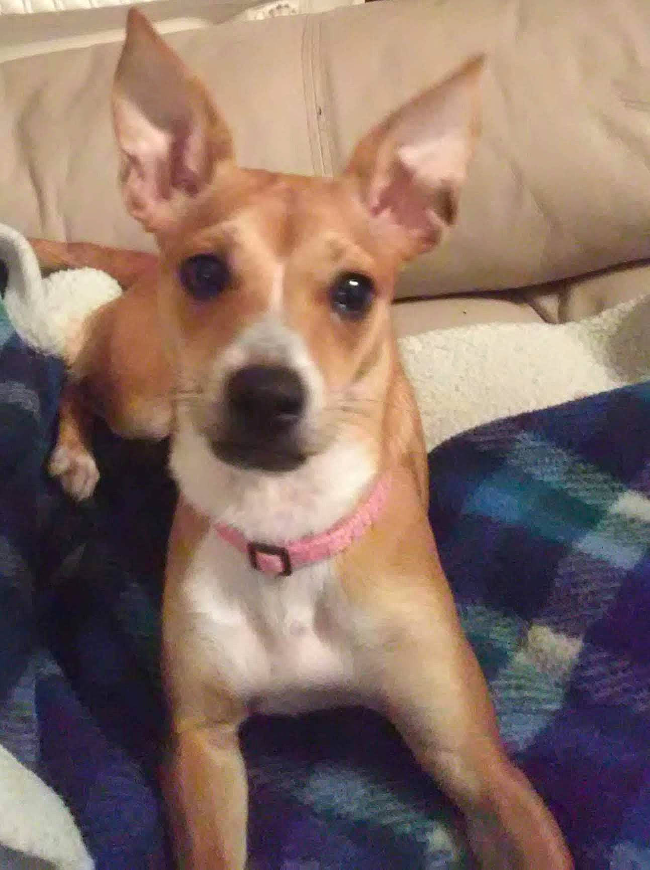 Lizzie joined the competition — help win amazing prizes! ancient_dog_breeds, canidae, carnivore, collar, comfort, companion_dog, dog, dog_breed, dog_collar, ear, fawn, fur, non_sporting_group, paw, plaid, snout, sporting_group, toy_dog, whiskers, working_animal