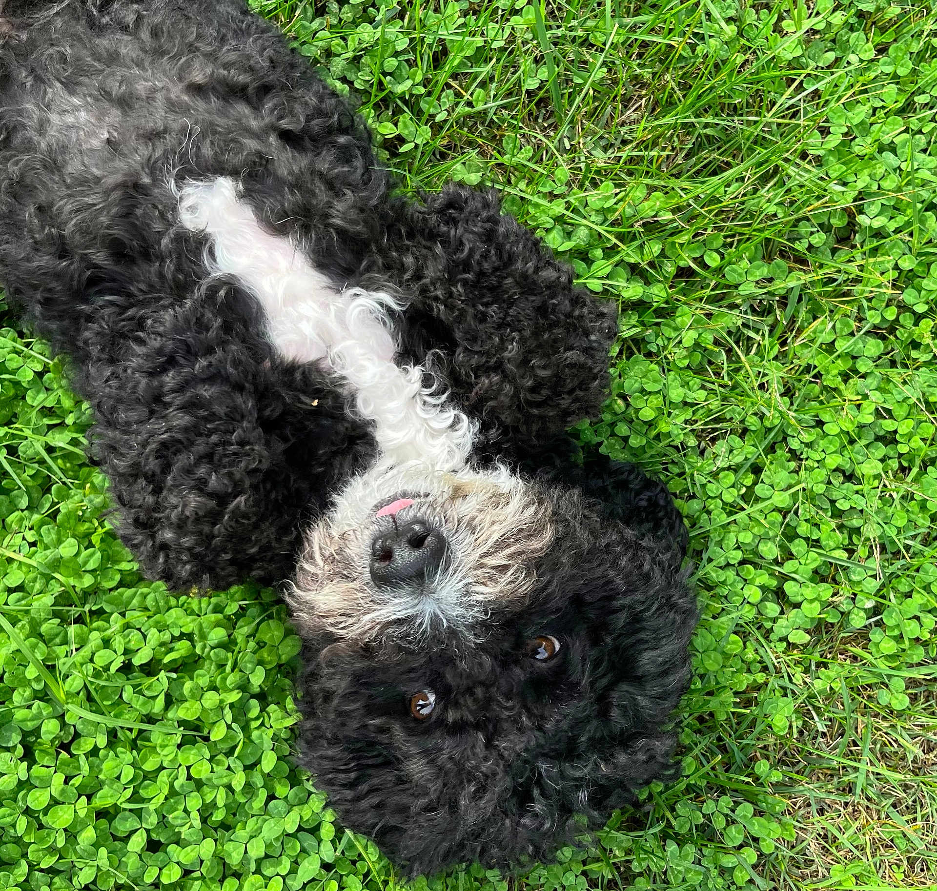 Leo joined the competition — help win amazing prizes! dog, black_and_white, curly_fur, grass, clover, outdoor, pet, lying_down, tongue_out, cute, animal, nature, playful, fur, canine, relaxed, summer, close_up, adorable, happy