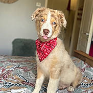 Arrow a rejoint le concours — aidez-le/la à gagner de superbes lots ! puppy, dog, bandana, blue_eyes, bedspread, indoor, cute, fluffy, tongue_out, pet, animal, domestic_animal, adorable, sitting, young_dog, colorful, patterned, cozy, portrait, house
