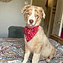 puppy, dog, bandana, blue_eyes, bedspread, indoor, cute, fluffy, tongue_out, pet, animal, domestic_animal, adorable, sitting, young_dog, colorful, patterned, cozy, portrait, house