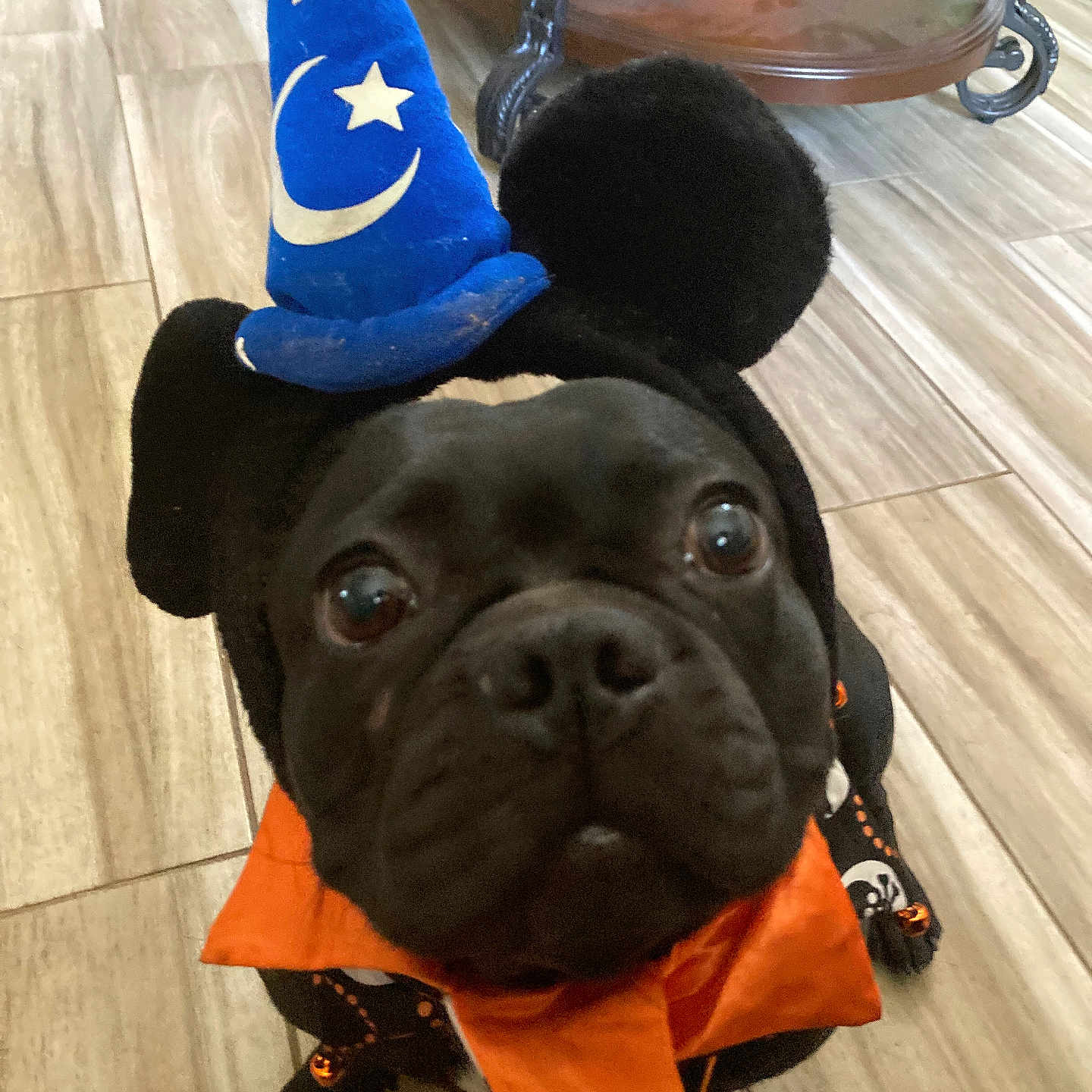 Luna is registered to the contest to win money with this photo: animal, black_dog, black_fur, close_up, costume, curious_eyes, cute, decor, dog, festive, floor_tiles, funny, indoor, looking_up, orange_scarf, pet, portrait, small_dog, table, wizard_hat