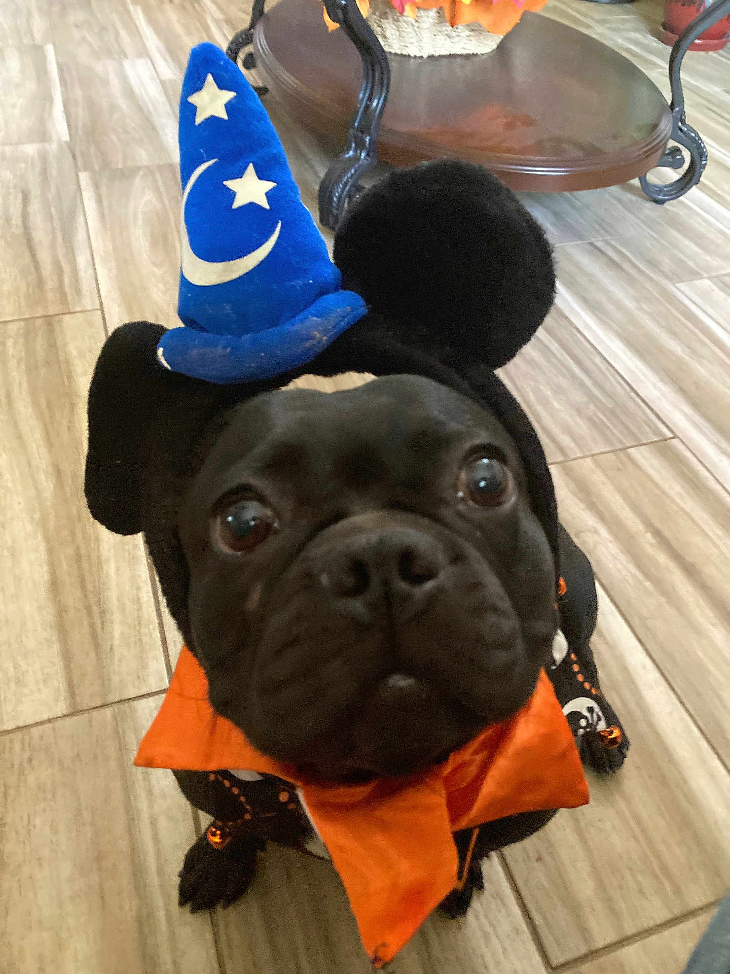 Luna is registered to the contest to win money with this photo: dog, black_dog, costume, wizard_hat, orange_scarf, indoor, floor_tiles, table, curious_eyes, pet, animal, festive, cute, small_dog, looking_up, close_up, black_fur, decor, funny, portrait