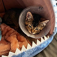Remi joined the competition — help win amazing prizes! cat, tabby, cone, pet_bed, shark_bed, blanket, soft, cozy, sleepy, indoor, animal, cute, resting, fur, ears, face, comfort, pet, domestic, feline