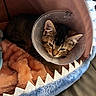 cat, tabby, cone, pet_bed, shark_bed, blanket, soft, cozy, sleepy, indoor, animal, cute, resting, fur, ears, face, comfort, pet, domestic, feline