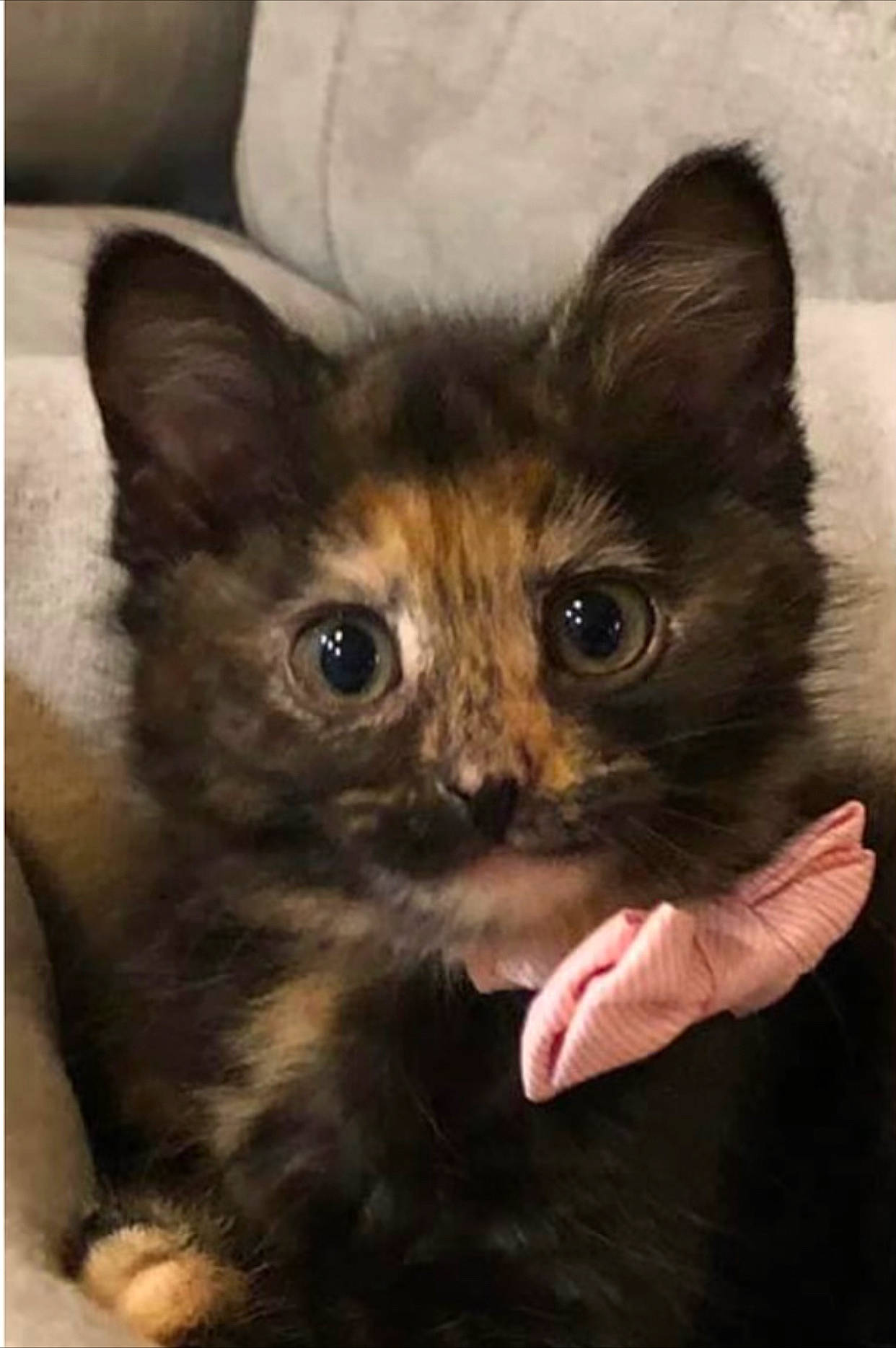 Luna is registered to the contest to win money with this photo: box, carnivore, cat, claw, comfort, domestic_short_haired_cat, ear, eye, fawn, felidae, fur, paw, rectangle, small_to_medium_sized_cats, snout, terrestrial_animal, whiskers