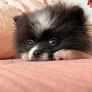 Aimé a rejoint le concours — aidez-le/la à gagner de superbes lots ! puppy, dog, black_and_white, fluffy, cute, lying_down, pink_surface, close_up, pet, indoor, soft_texture, nose, eyes, paw, fur, resting, adorable, domestic_animal, hand, nail_polish