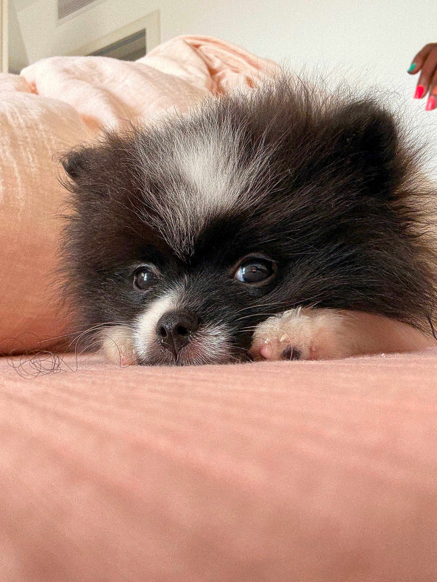Aimé a rejoint le concours — aidez-le/la à gagner de superbes lots ! puppy, dog, black_and_white, fluffy, cute, lying_down, pink_surface, close_up, pet, indoor, soft_texture, nose, eyes, paw, fur, resting, adorable, domestic_animal, hand, nail_polish