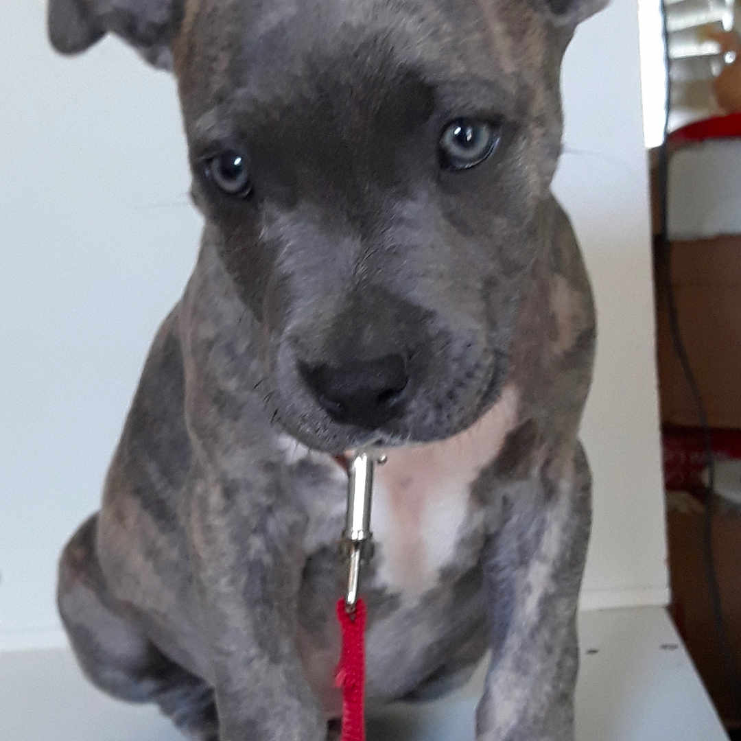 Stitch is registered to the contest to win money with this photo: accessories, alloywheel, animal, boxer, bulldog, canine, dog, formalwear, frenchbulldog, greatdane, hound, leash, pet, pitbull, plywood, puppy, snout, strap, tie, wood